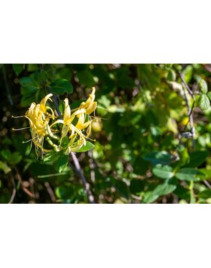Kamperfoelie | Lonicera jap. 'Mint Crisp'
