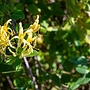 Kamperfoelie | Lonicera jap. 'Mint Crisp'