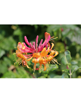 Kamperfoelie | Lonicera heckr. 'Goldflame'
