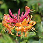 Kamperfoelie | Lonicera heckr. 'Goldflame'