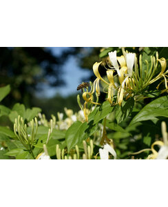 Kamperfoelie | Lonicera similis delavayi