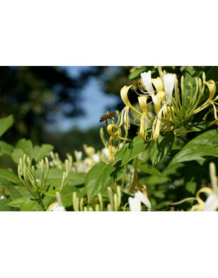 Kamperfoelie | Lonicera similis delavayi