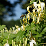 Kamperfoelie | Lonicera similis delavayi