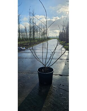 Chinese magnolia | Magnolia Sieboldii