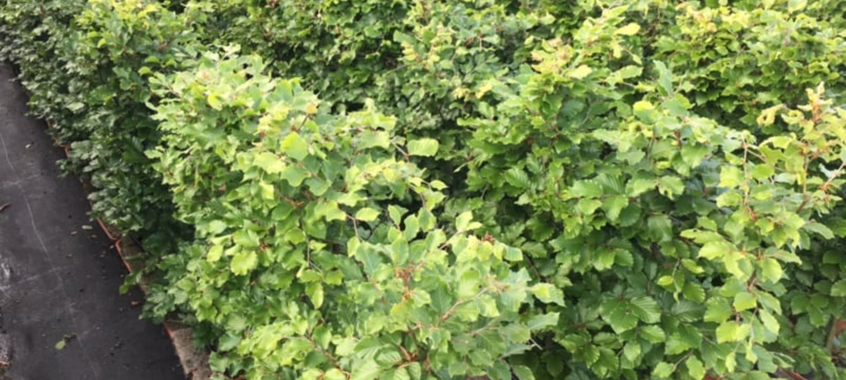 Direct privacy met een kant en klare haag