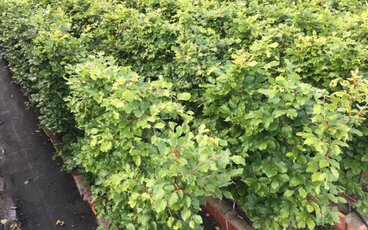 Direct een dichte heg: de voordelen van een kant en klare haag