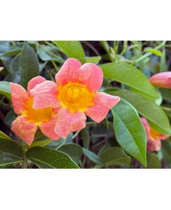 Kruisrank | Bignonia capreolata