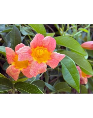 Kruisrank- Bignonia capreolata