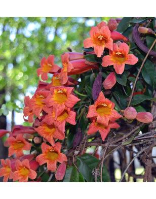Kruisrank- Bignonia capr. Tangerine Beauty