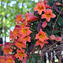 Kruisrank- Bignonia capr. Tangerine Beauty