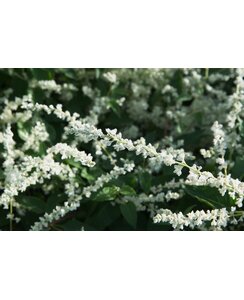 Bruidsluier | Fallopia baldschuanica