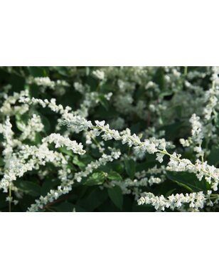 Bruidsluier- Fallopia baldschuanica