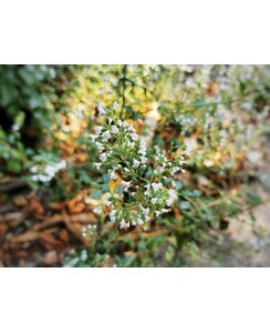 Calamintha n. 'White Cloud' - Bergsteentijm
