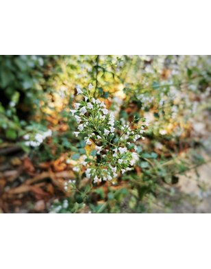 Calamintha n. 'White Cloud' - Bergsteentijm