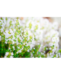Calamintha n. 'Nepeta'