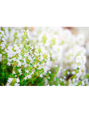 Calamintha n. 'Nepeta' | Bergsteentijm
