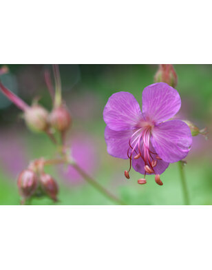 Ooievaarsbek | Geranium cantabrigiense 'Karmina'