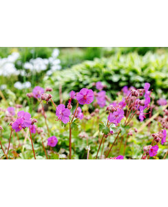 Ooievaarsbek | Geranium can. 'Karmina'