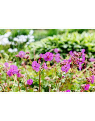 Ooievaarsbek | Geranium cantabrigiense 'Karmina'