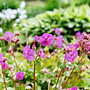 Ooievaarsbek | Geranium cantabrigiense 'Karmina'
