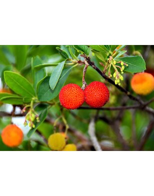 Aardbeienboom | Arbutus unedo