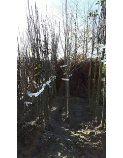 Fruitbomen