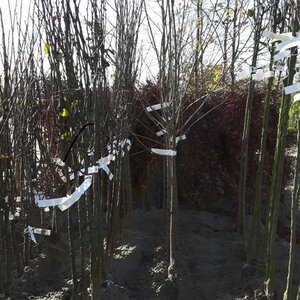 Fruitbomen