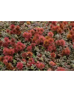 Stekelnootje | Acaena microphylla 'Kupferteppich'
