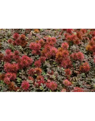 Stekelnootje | Acaena microphylla