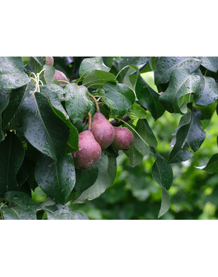 Perenboom | Pyrus communis Rode Williams
