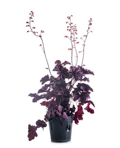 Purperklokje | Heuchera Fire Chief