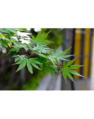 Treur Japanse Esdoorn | Acer palmatum Ryusen