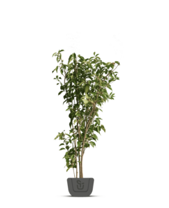 Meerstammig sierkers | Prunus 'The Bride'