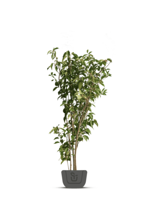 Meerstammig sierkers | Prunus 'The Bride'