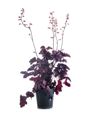 Purperklokje | Heuchera Chocolate Ruffles
