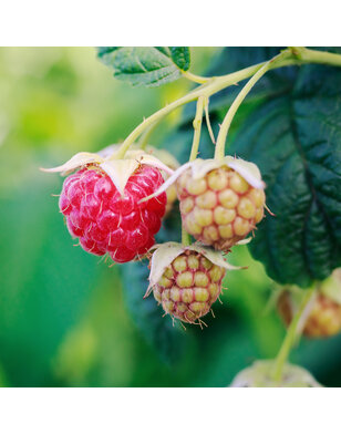 Herfstframboos | Rubus idaeus Ottawa