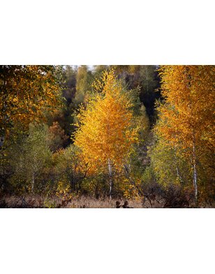 Betula ermanii 'Holland'