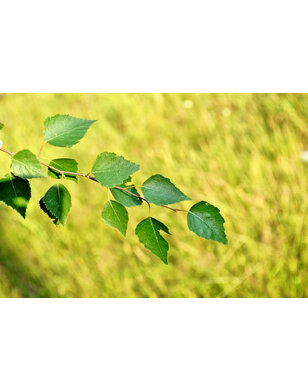 Zwarte Berk | Betula Nigra