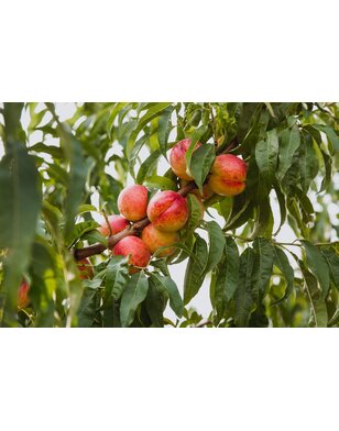 Nectarineboom 'Atanais' (Prunus persica nucipersica) - Copy