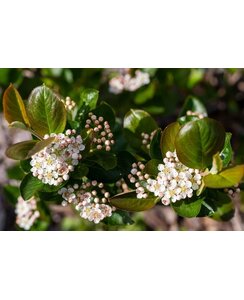 Appelbes |  Aronia melanocarpo