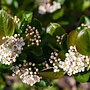 Appelbes |  Aronia melanocarpa