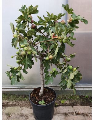 Vijgenboom | Ficus Carica 'Brown Turkey'