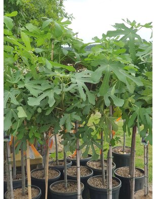 Vijgenboom | Ficus Carica 'Brown Turkey'