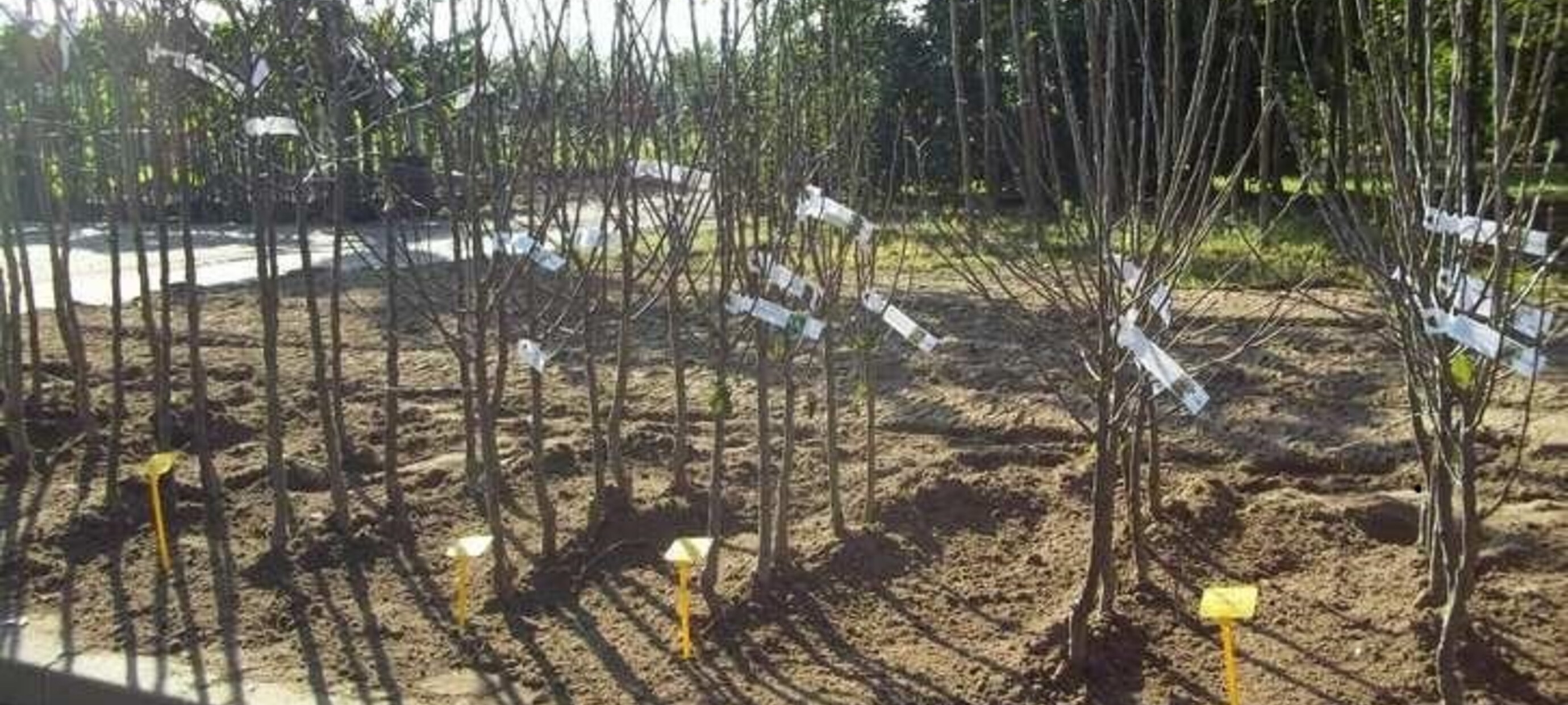 Tuintips voor februari