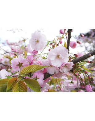 Japanse sierkers | Prunus Accolade