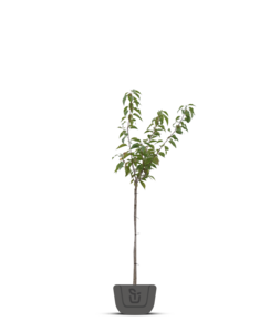 Zoete kers | Prunus avium