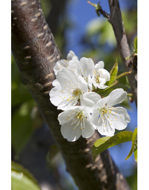 Zoete kers | Prunus avium