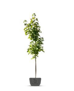 Rode Esdoorn | Acer rubrum