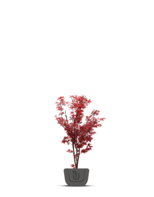 Japanse esdoorn | Acer pal. Garnet