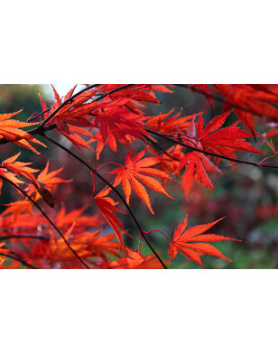 Japanse esdoorn | Acer pal. Garnet